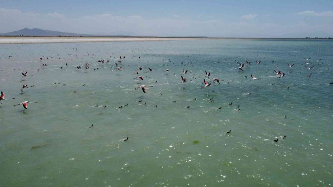 Arin Gölü’nün Renkli Misafirlerine Büyük İlgi