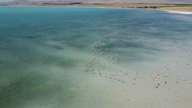 Arin Gölü’nün Renkli Misafirlerine Büyük İlgi