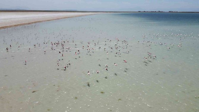 Arin Gölü’nün Renkli Misafirlerine Büyük İlgi