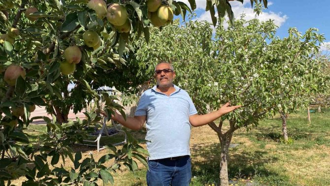Elma Ağaçları Yıl İçerisinde İkinci Kez Çiçek Açtı