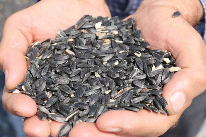 Stratejik Ürün Ayçiçeğinde Hasat Mesaisi