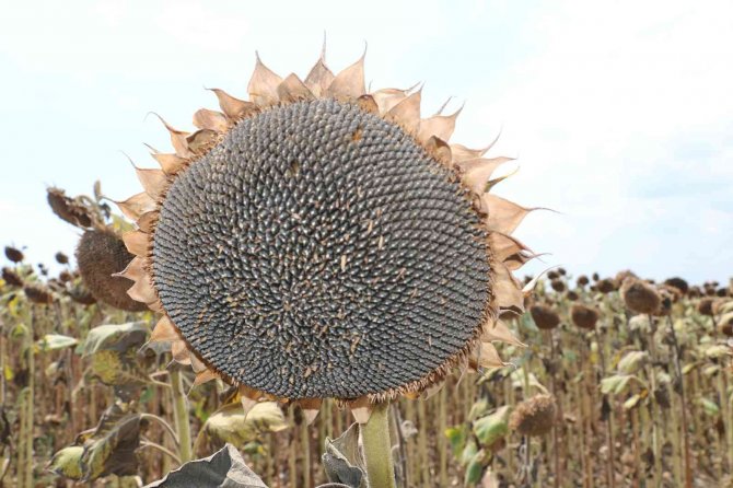 Stratejik Ürün Ayçiçeğinde Hasat Mesaisi