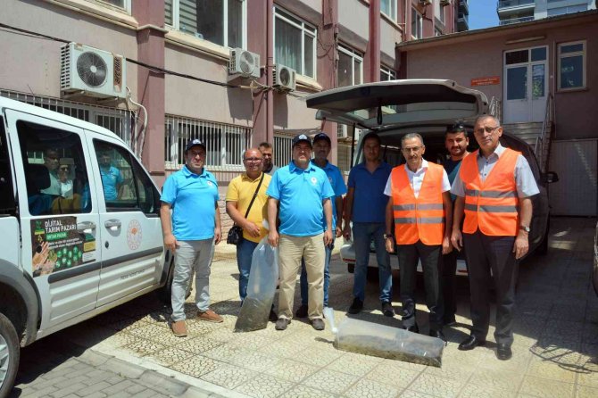 Aydın’da 741 Bin Sazan Suyla Buluştu