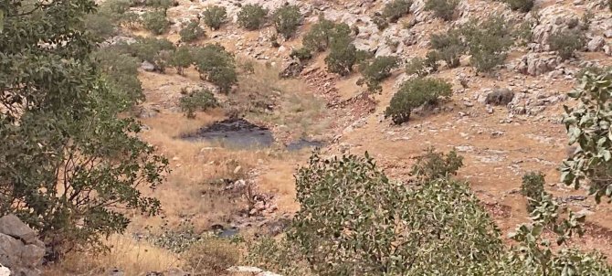 Petrol Atığında Mahsur Kalan Nesli Tükenmekte Olan ’Çizgili Sırtlan’ Telef Oldu