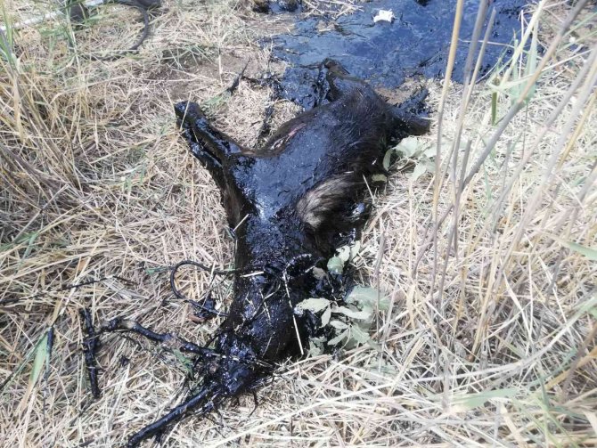 Petrol Atığında Mahsur Kalan Nesli Tükenmekte Olan ’Çizgili Sırtlan’ Telef Oldu