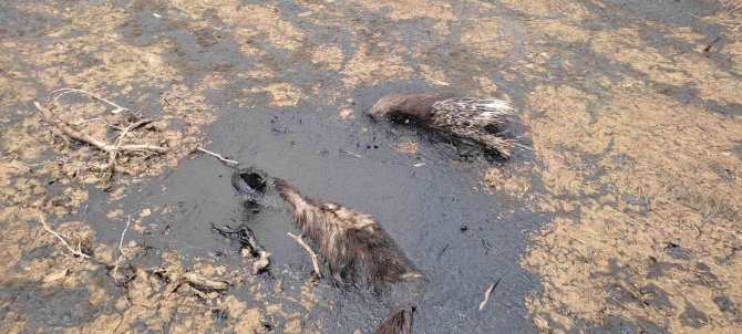 Petrol Atığında Mahsur Kalan Nesli Tükenmekte Olan ’Çizgili Sırtlan’ Telef Oldu