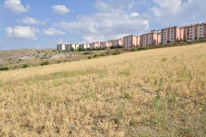 Mamak’ta Nohut Hasadı