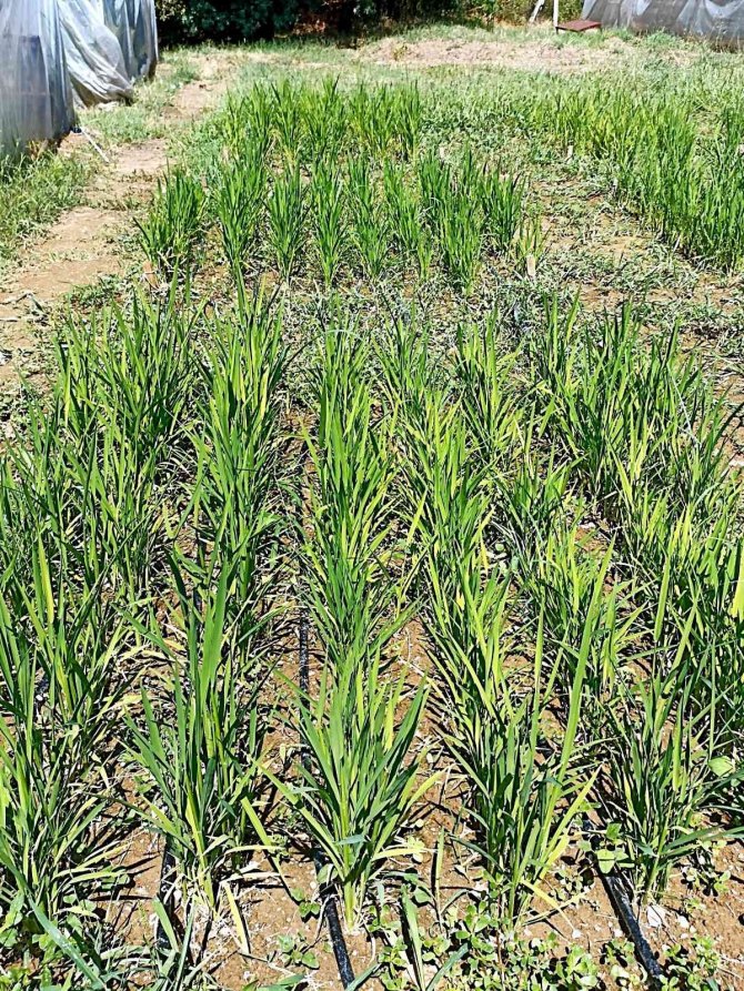 Buü’de Damla Sulama Yöntemi İle Çeltik Üretimi Başladı