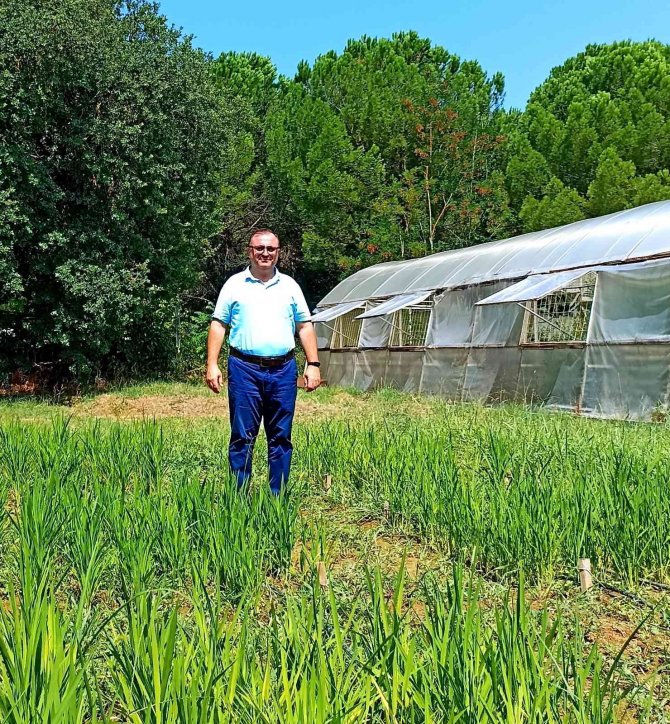 Buü’de Damla Sulama Yöntemi İle Çeltik Üretimi Başladı