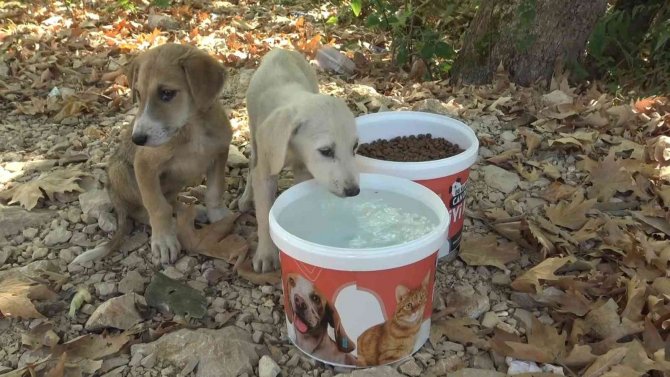 Bursa’da Sıcak Havalarda Sokaktaki Can Dostlar Unutulmuyor