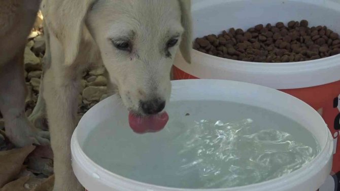 Bursa’da Sıcak Havalarda Sokaktaki Can Dostlar Unutulmuyor