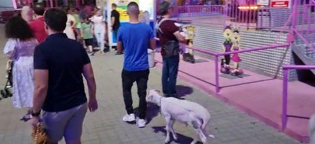 Sahibiyle Lunaparka Giden Kuzu İlgi Odağı Oldu