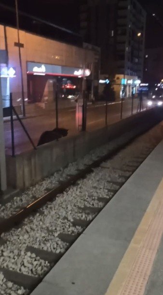 Bursa’nın Yollarında Başıboş Atlar Cirit Atıyor
