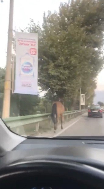 Bursa’nın Yollarında Başıboş Atlar Cirit Atıyor