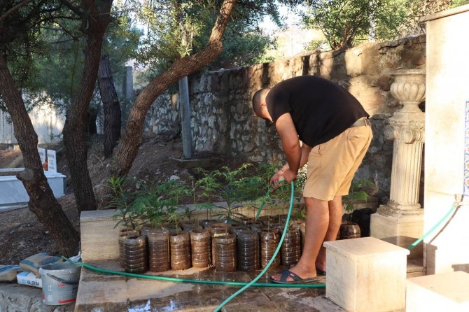 Diktikleri Fidanları Her Gün Kontrol Edip Suluyorlar