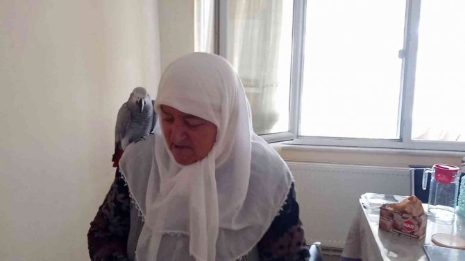 Kayıp Papağanlarını Bulununca Sevinç Gözyaşı Dökmüşlerdi, O Anları Anlattılar