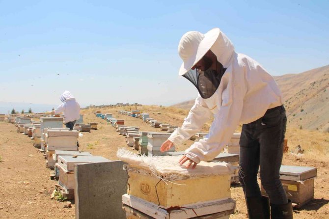 Güneş Altında Mesai Zorlu Ama Hasat ’Tatlı’