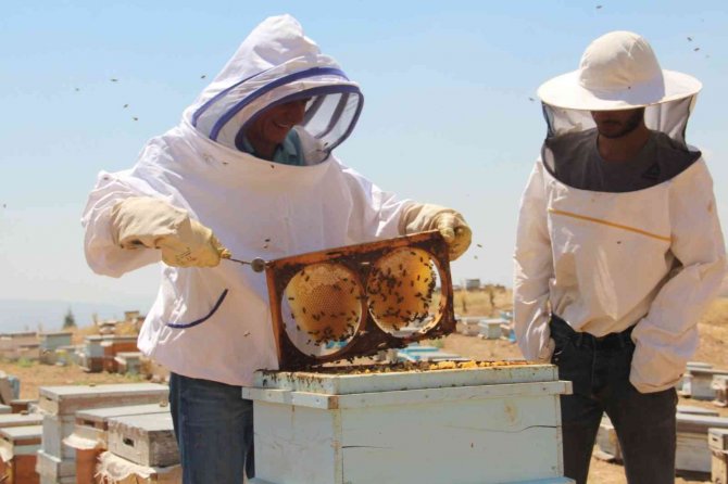 Güneş Altında Mesai Zorlu Ama Hasat ’Tatlı’