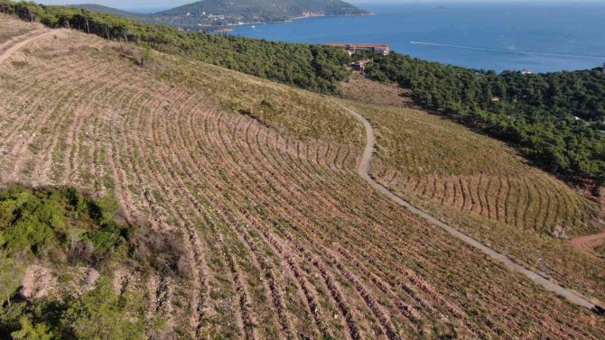 Heybeliada’da Yanan Ormanlık Alan 1. Yıl Dönümünde Eski Yeşil Görünümüne Kavuşuyor