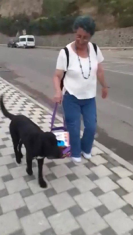 Muhtarın Çantasını Taşıyan Sokak Köpeği Gülümsetti