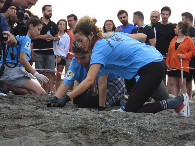 Hatay’da Yavru Kaplumbağalar Denizle Buluştu