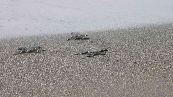 Hatay’da Yavru Kaplumbağalar Denizle Buluştu