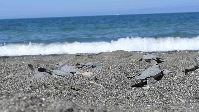 Hatay’da Yavru Kaplumbağalar Denizle Buluştu