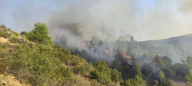 Manisa’da Orman Yangını Çıktı
