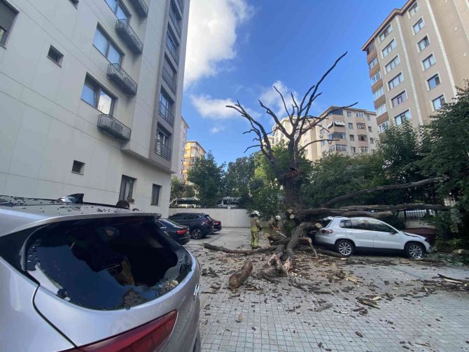 Kadıköy’de 150 Yıllık Meşe Ağacı Park Halindeki 6 Aracın Üstüne Devrildi