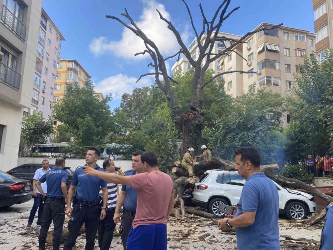 Kadıköy’de 150 Yıllık Meşe Ağacı Park Halindeki 6 Aracın Üstüne Devrildi