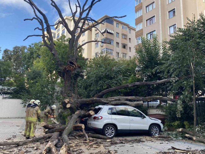 Kadıköy’de 150 Yıllık Meşe Ağacı Park Halindeki 6 Aracın Üstüne Devrildi