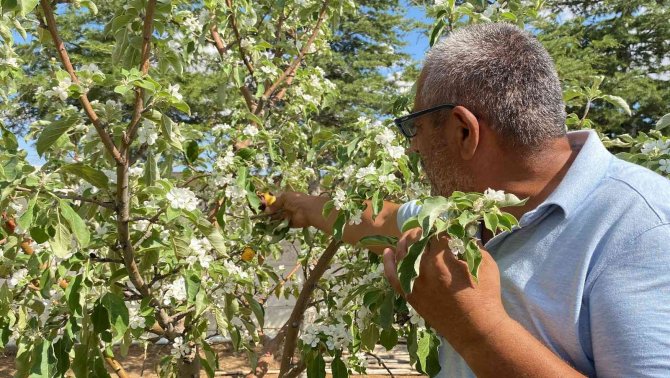 Elma Ağaçları Yıl İçerisinde İkinci Kez Çiçek Açtı