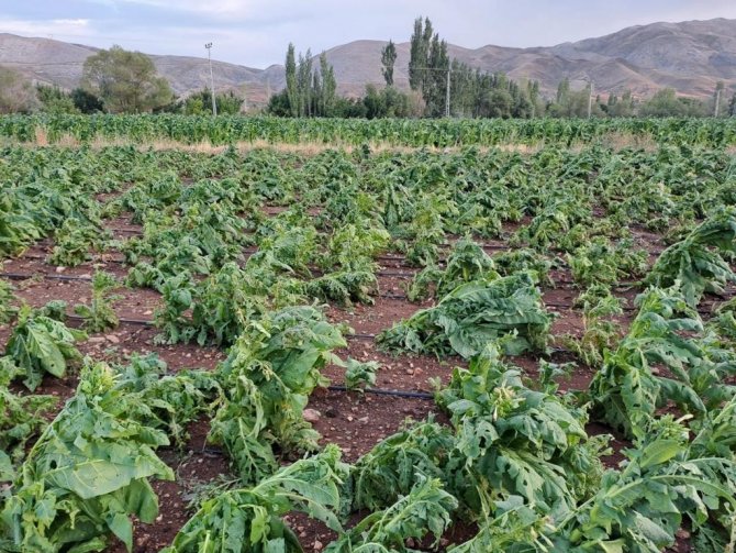 Malatya’da Dolu Yağışı Tütünlere Zarar Verdi