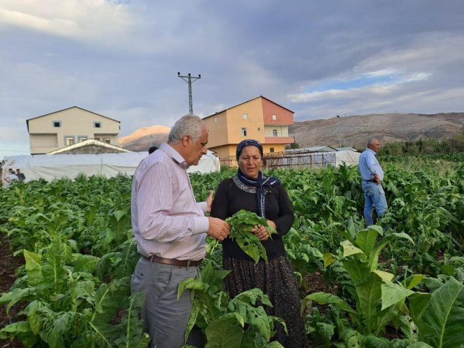 Malatya’da Dolu Yağışı Tütünlere Zarar Verdi