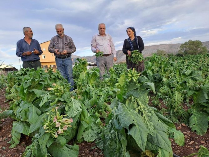 Malatya’da Dolu Yağışı Tütünlere Zarar Verdi