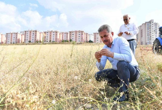 Mamak’ta Nohut Hasadı