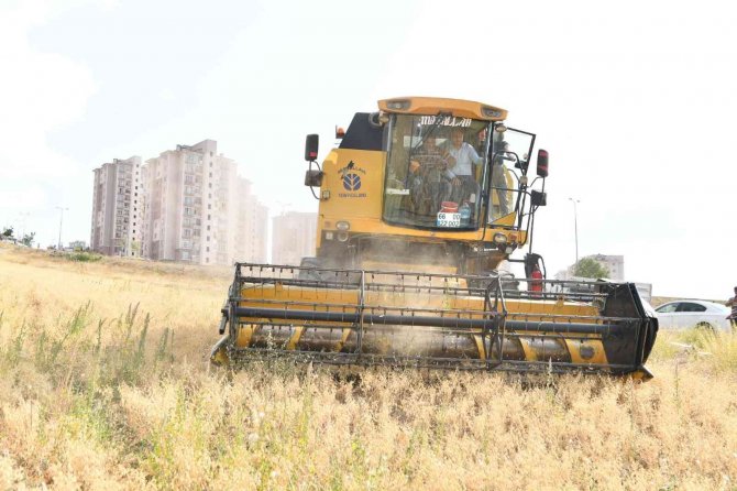 Mamak’ta Nohut Hasadı