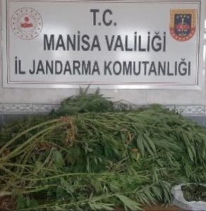 Manisa’da 1983 Kök Kenevir Bitkisi Ele Geçirildi