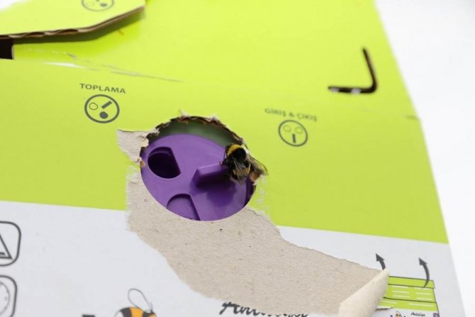 Ordu Tarımda Verim Ve Kaliteyi ‘Bombus Arısı’ İle Arttıracak