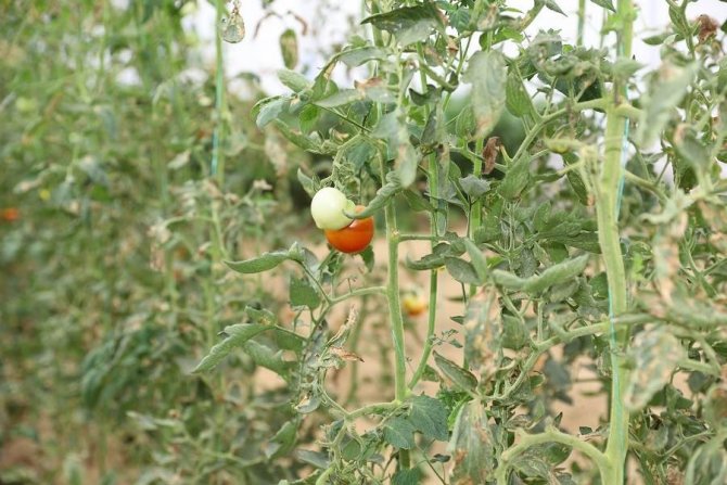 Ordu Tarımda Verim Ve Kaliteyi ‘Bombus Arısı’ İle Arttıracak
