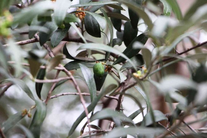 Tarihi Trabzon’da Milattan Önceye Dayanıyor Ama Bugünlerde Adı Var Kendisi Yok
