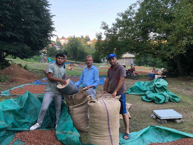 Serbest Piyasada Fındık 45 Lira