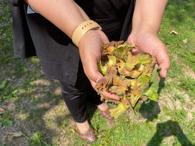 Ayşe Keşir, Fındık Topladı
