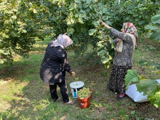 Ayşe Keşir, Fındık Topladı