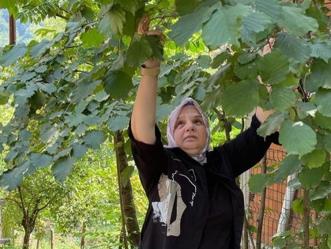 Ayşe Keşir, Fındık Topladı