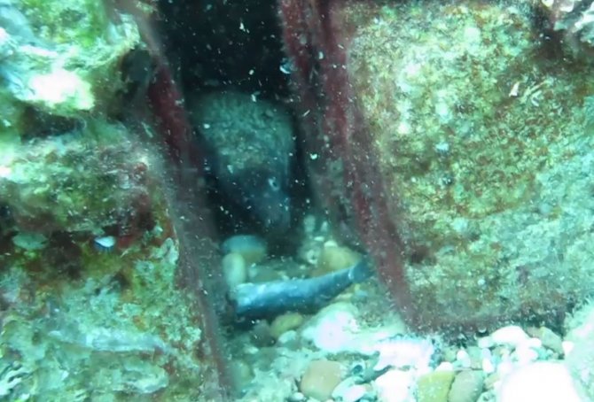 Bıçak Gibi Keskin Dişli Müren Balığını Elleriyle Besledi