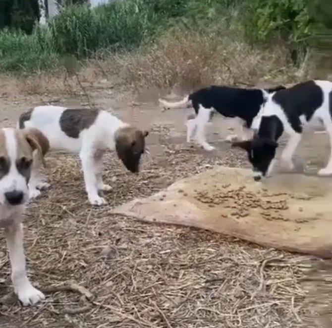 Antalya’da 20 Köpeğin Zehirlendiği İhbarı