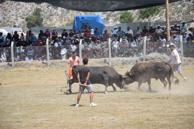 Antalya’da Boğa Güreşlerinde Heyecanlı Anlar Yaşandı