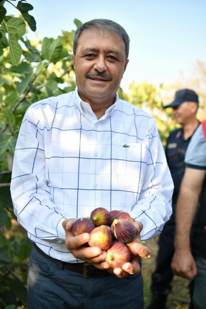 İ̇ncir Hasadı Devam Ediyor