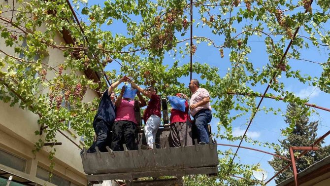 Başkan Kepçe Üstünde Üzüm Hasadı Yaptı